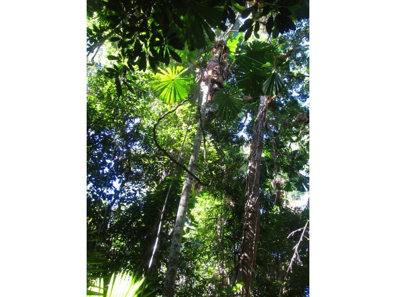 Lot 17 Cape Tribulation road, Forest Creek QLD 4873