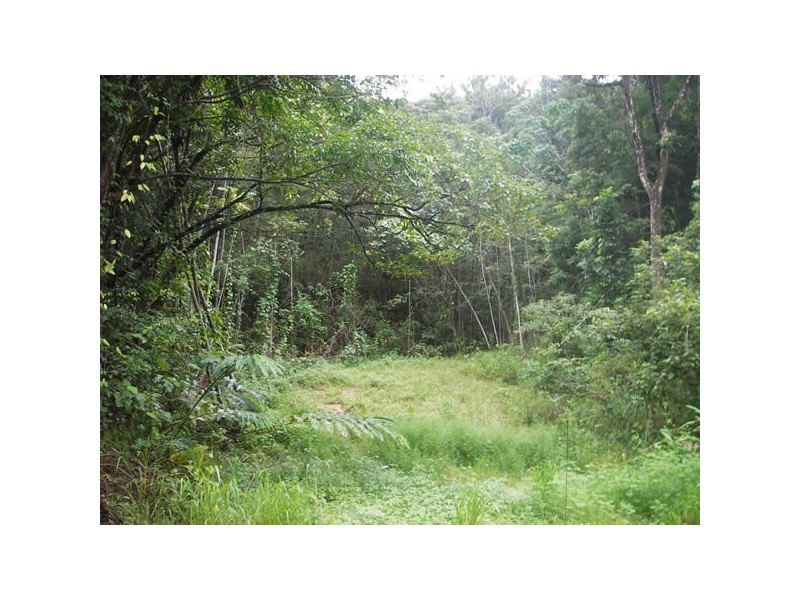 12 Zena Close, Cape Tribulation QLD 4873