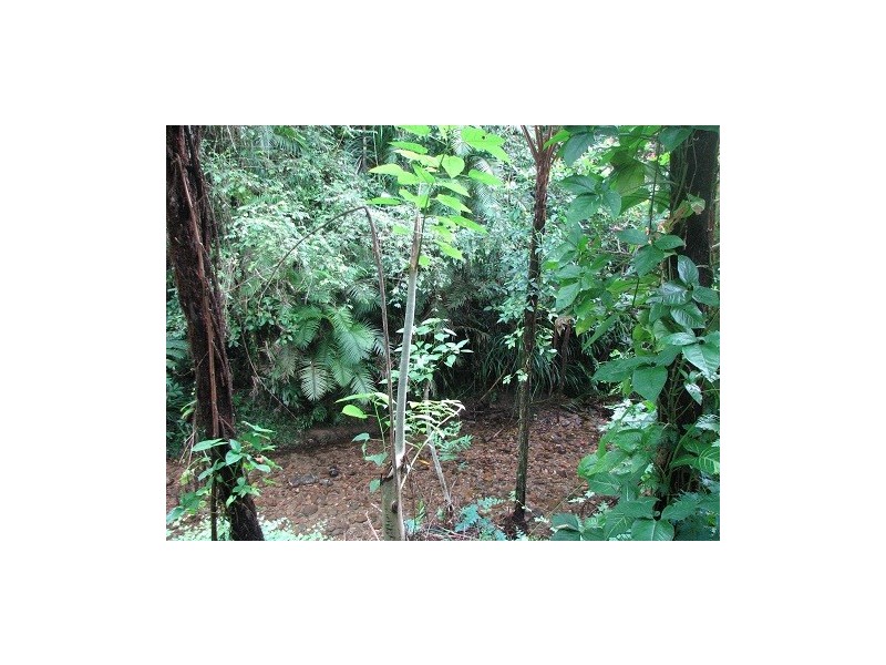 Lot 337 Cape Tribulation Road, Cow Bay QLD 4873