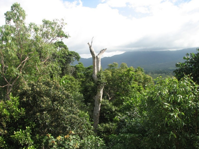 23 Cameron Court, Julatten QLD 4871