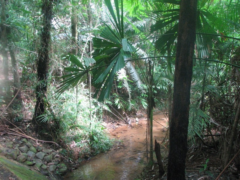 460 Black Bean Road, Cow Bay QLD 4873