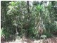 Lot 13 Forest Creek Road  FOREST CREEK, Daintree QLD 4873