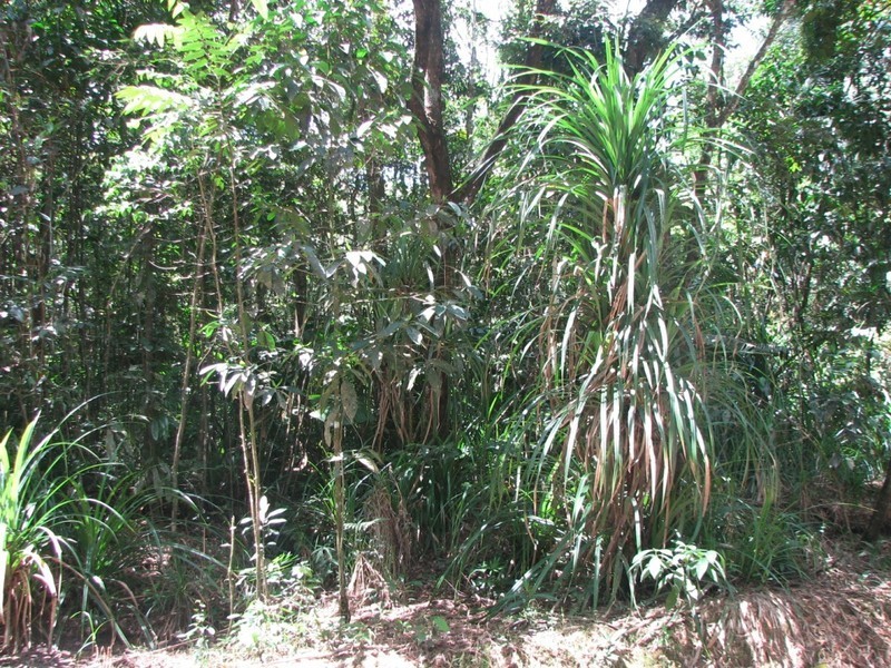 Lot 13 Forest Creek Road  FOREST CREEK, Daintree QLD 4873