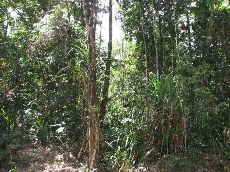 Lot 13 Forest Creek Road  FOREST CREEK, Daintree QLD 4873