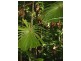 Lot 13 Forest Creek Road  FOREST CREEK, Daintree QLD 4873