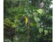 Lot 13 Forest Creek Road  FOREST CREEK, Daintree QLD 4873