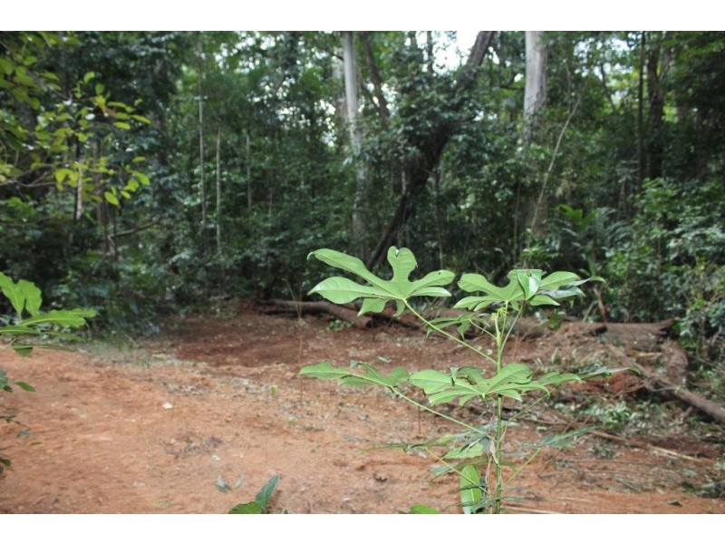 150 Wattle Close COW BAY, Daintree QLD 4873