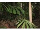 150 Wattle Close COW BAY, Daintree QLD 4873