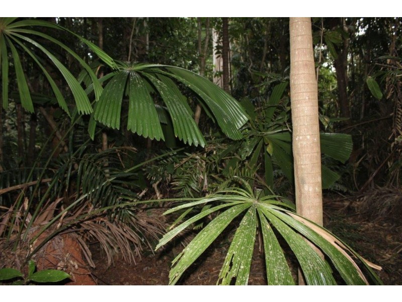 150 Wattle Close COW BAY, Daintree QLD 4873