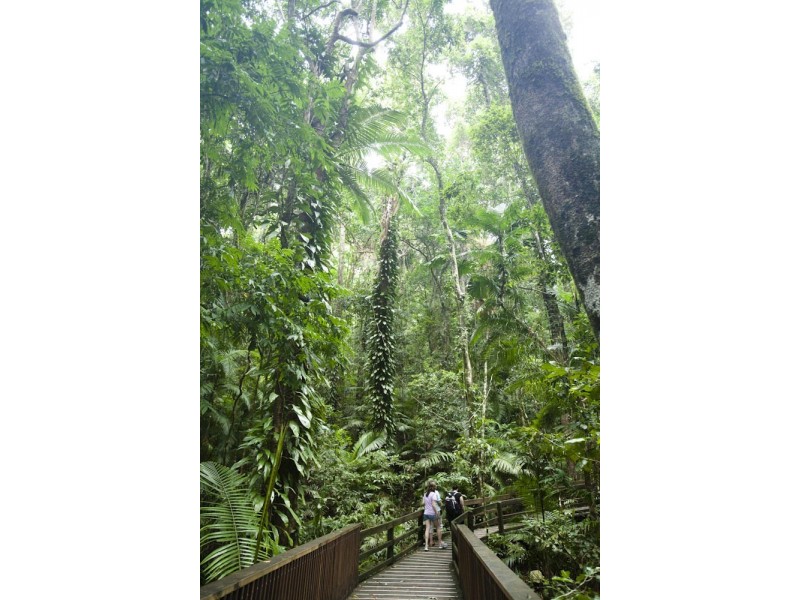 Lot 5  Buchanan Creek Rd (Crocodylus), Cow Bay QLD 4873