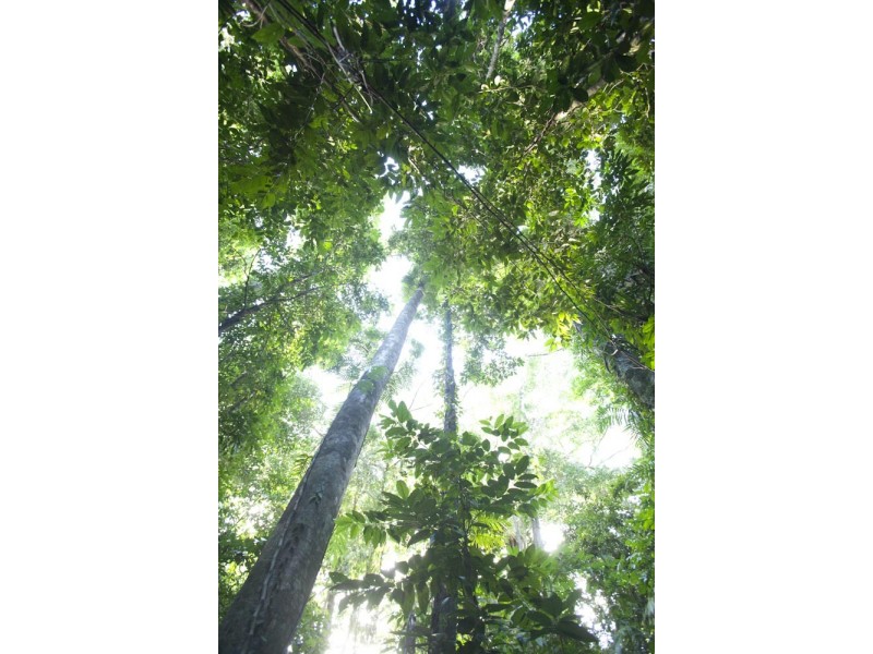 Lot 5  Buchanan Creek Rd (Crocodylus), Cow Bay QLD 4873