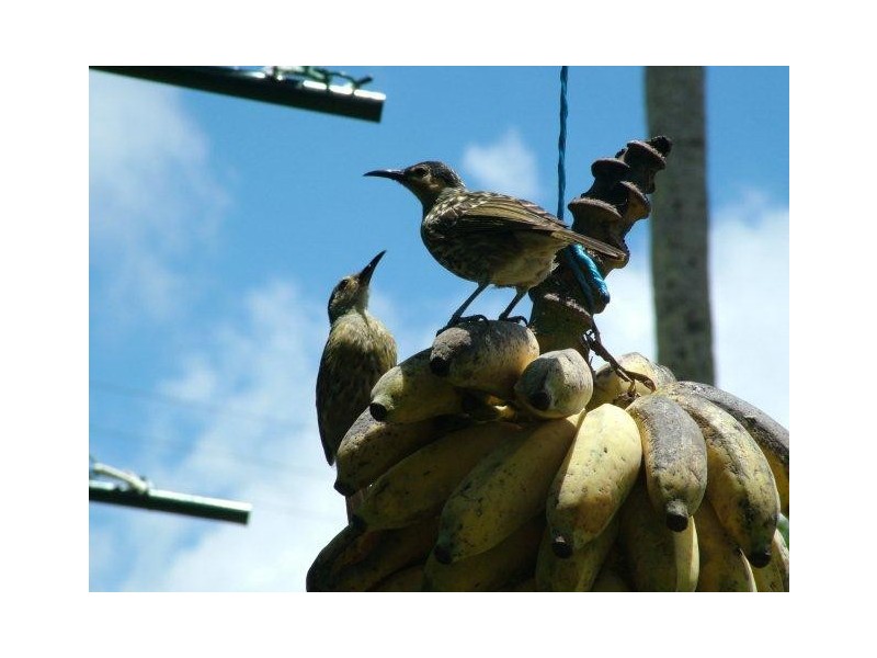 31 Mount Kooyong Rd, Julatten QLD 4871