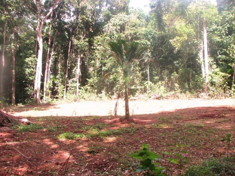 8 Buchanan Creek Road, Cow Bay QLD 4873
