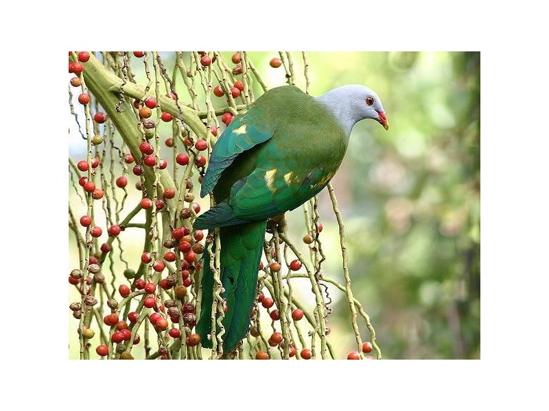 Lot 22 Forest Close FOREST CREEK, Daintree QLD 4873