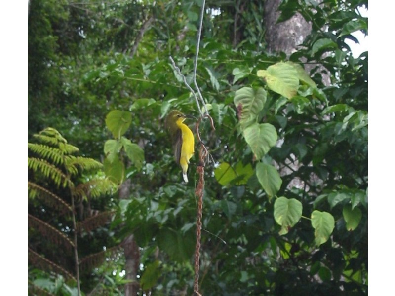 Lot 1 Cape Tribulation Road CAPE TRIBULATION, Daintree QLD 4873