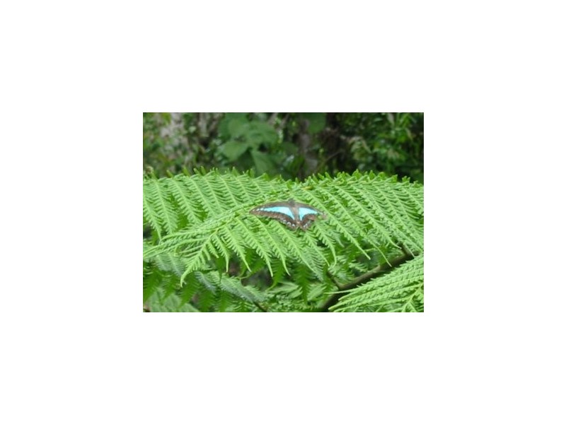 Lot 1 Cape Tribulation Road CAPE TRIBULATION, Daintree QLD 4873