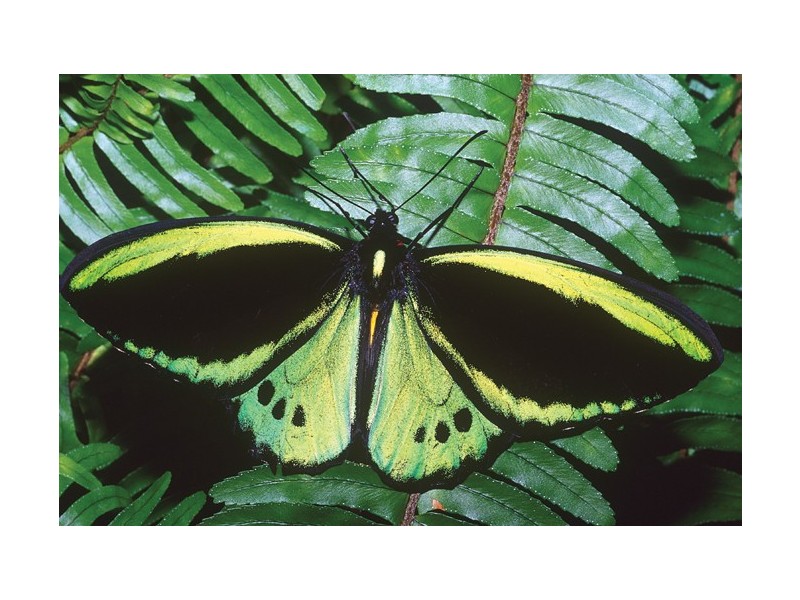 Lot 1 Cape Tribulation Road CAPE TRIBULATION, Daintree QLD 4873