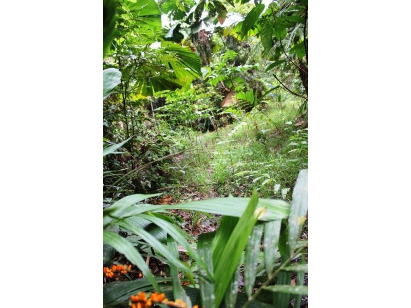Lot 25 Forest Creek Road FOREST CREEK, Daintree QLD 4873