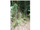 Lot 25 Forest Creek Road FOREST CREEK, Daintree QLD 4873