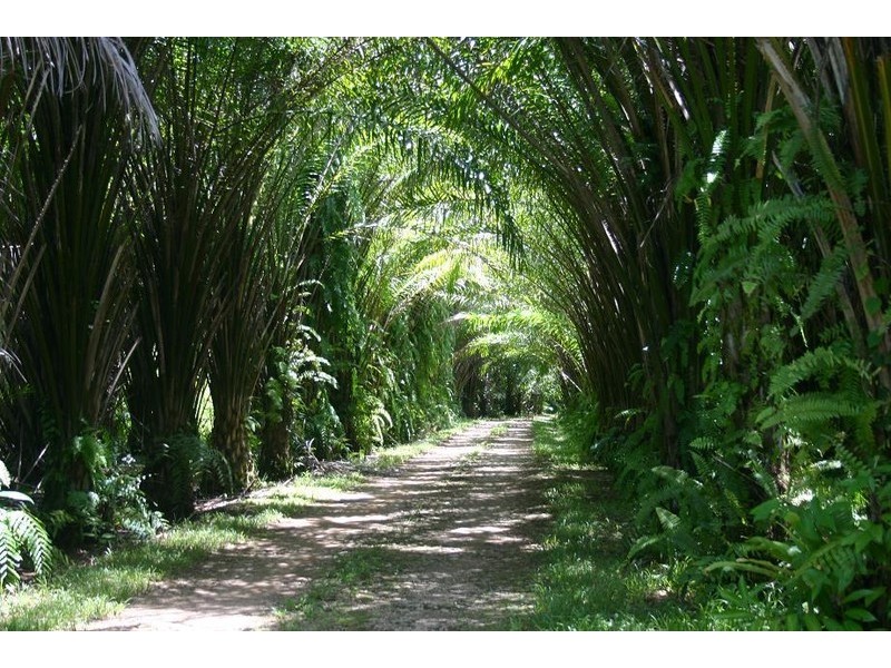 Lot 179 Turpentine Road DIWAN, Daintree QLD 4873