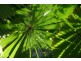 Lot 179 Turpentine Road DIWAN, Daintree QLD 4873