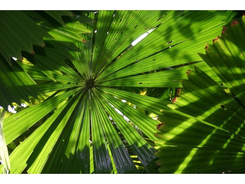 Lot 179 Turpentine Road DIWAN, Daintree QLD 4873