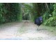Lot 179 Turpentine Road DIWAN, Daintree QLD 4873