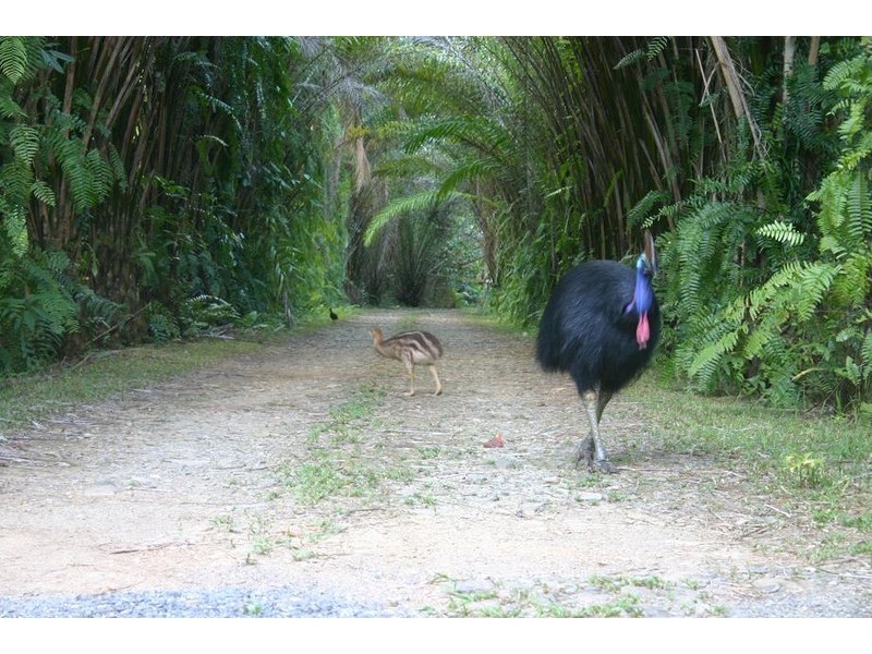 Lot 179 Turpentine Road DIWAN, Daintree QLD 4873