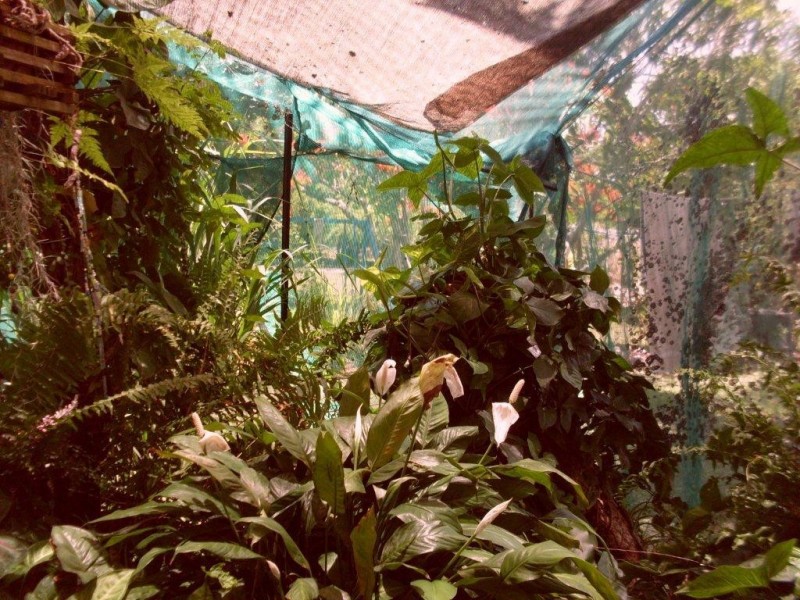 8 Vains Close, Mount Molloy QLD 4871