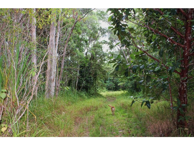 65 Thornton Peak Drive FOREST CREEK, Daintree QLD 4873