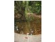 65 Thornton Peak Drive FOREST CREEK, Daintree QLD 4873