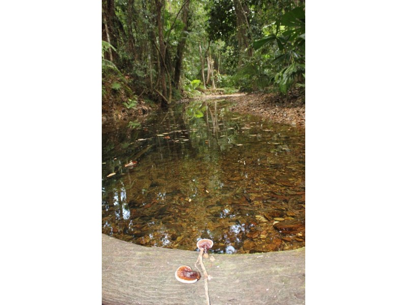 65 Thornton Peak Drive FOREST CREEK, Daintree QLD 4873