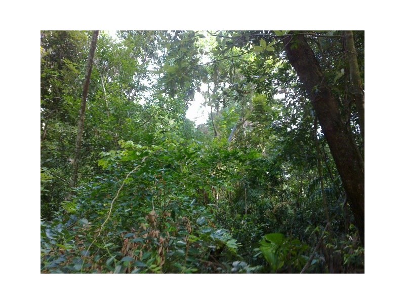 136 Buchanan. Creek Road COW BAY, Daintree QLD 4873