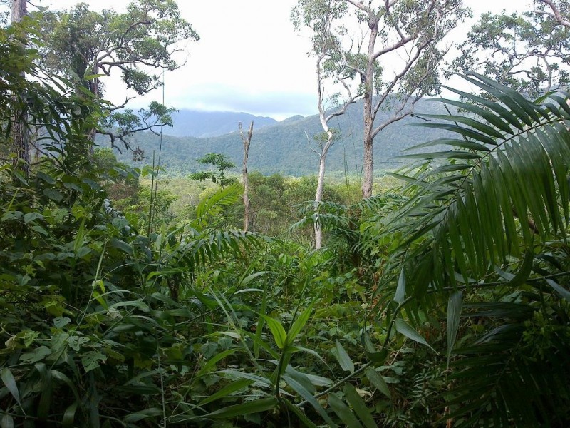 Lot 2 Old Forest Creek Road FOREST CREEK, Daintree QLD 4873