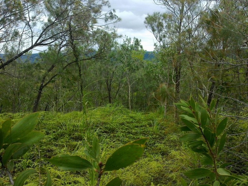 Lot 4 Thornton Peak Drive FOREST CREEK, Daintree QLD 4873