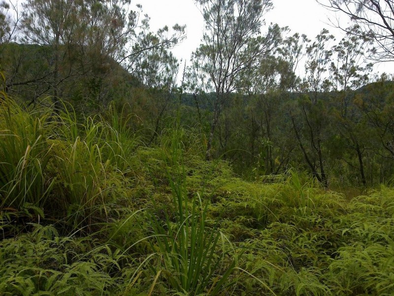 Lot 4 Thornton Peak Drive FOREST CREEK, Daintree QLD 4873