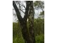 Lot 4 Thornton Peak Drive FOREST CREEK, Daintree QLD 4873