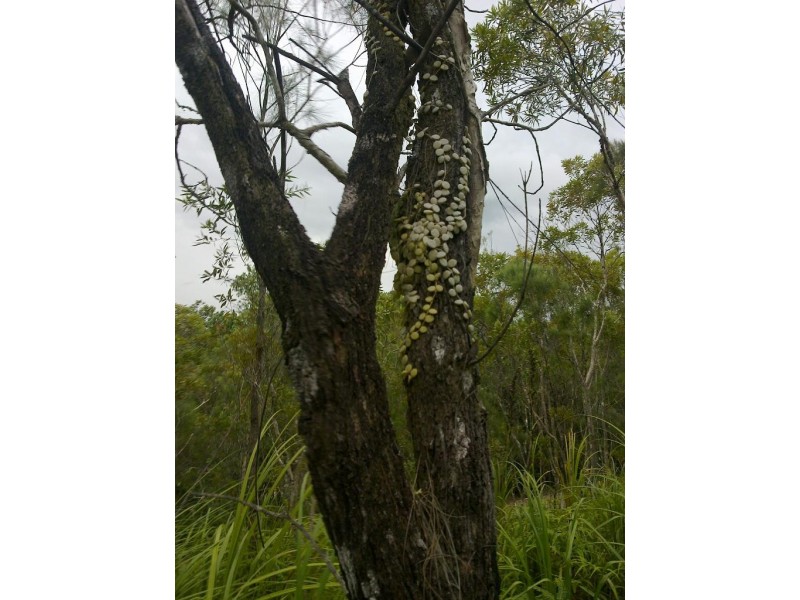 Lot 4 Thornton Peak Drive FOREST CREEK, Daintree QLD 4873