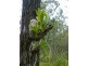 Lot 4 Thornton Peak Drive FOREST CREEK, Daintree QLD 4873