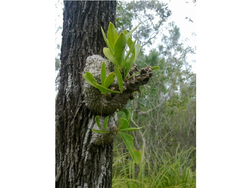 Lot 4 Thornton Peak Drive FOREST CREEK, Daintree QLD 4873