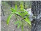 Lot 4 Thornton Peak Drive FOREST CREEK, Daintree QLD 4873