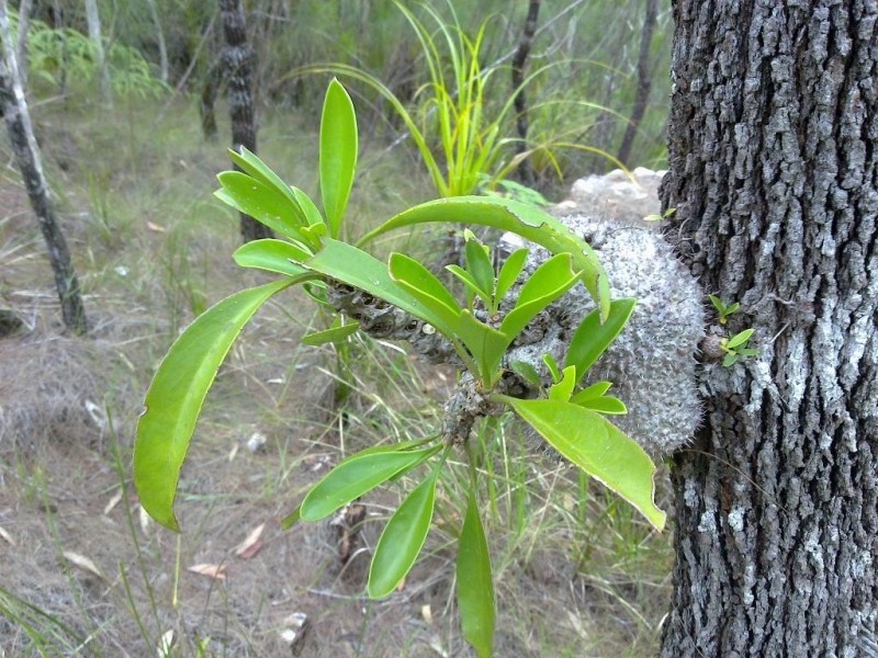 Lot 4 Thornton Peak Drive FOREST CREEK, Daintree QLD 4873