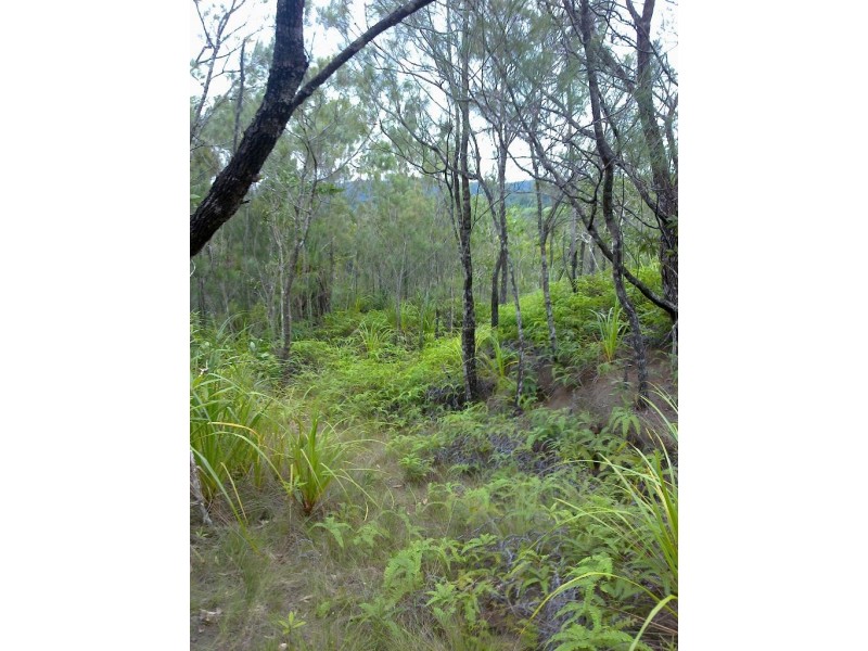 Lot 4 Thornton Peak Drive FOREST CREEK, Daintree QLD 4873