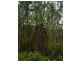 Lot 4 Thornton Peak Drive FOREST CREEK, Daintree QLD 4873