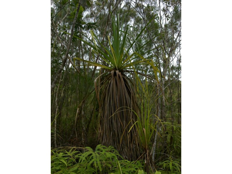 Lot 4 Thornton Peak Drive FOREST CREEK, Daintree QLD 4873
