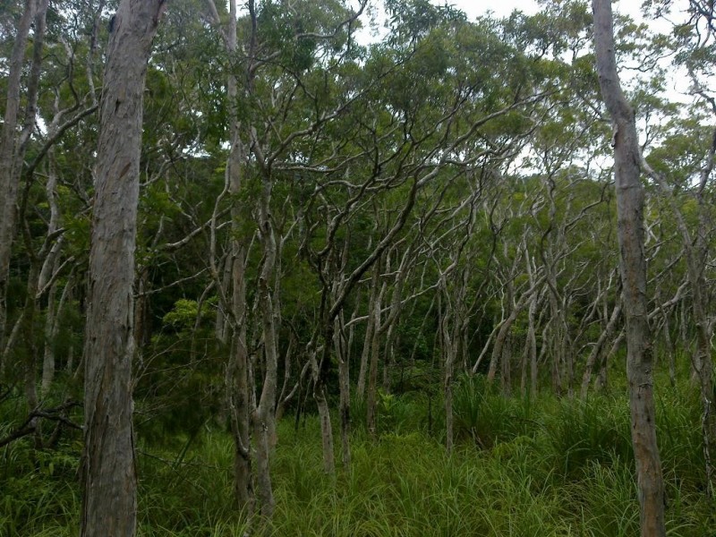 Lot 4 Thornton Peak Drive FOREST CREEK, Daintree QLD 4873