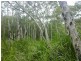 Lot 4 Thornton Peak Drive FOREST CREEK, Daintree QLD 4873