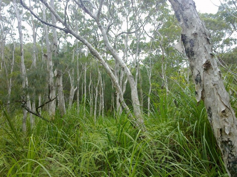 Lot 4 Thornton Peak Drive FOREST CREEK, Daintree QLD 4873