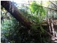 Lot 4 Thornton Peak Drive FOREST CREEK, Daintree QLD 4873