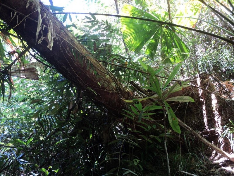 Lot 4 Thornton Peak Drive FOREST CREEK, Daintree QLD 4873